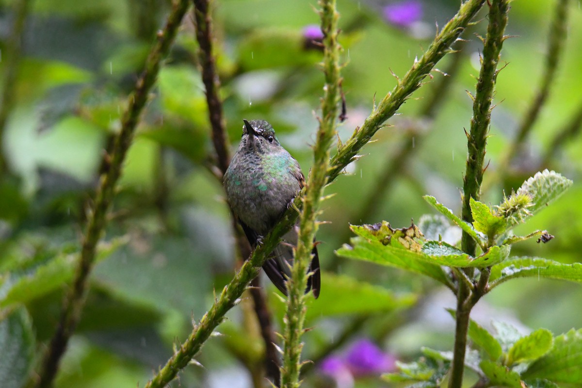 Stripe-tailed Hummingbird - ML637904095