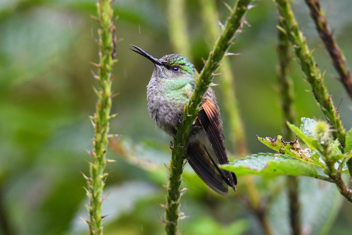 Stripe-tailed Hummingbird - ML637904097