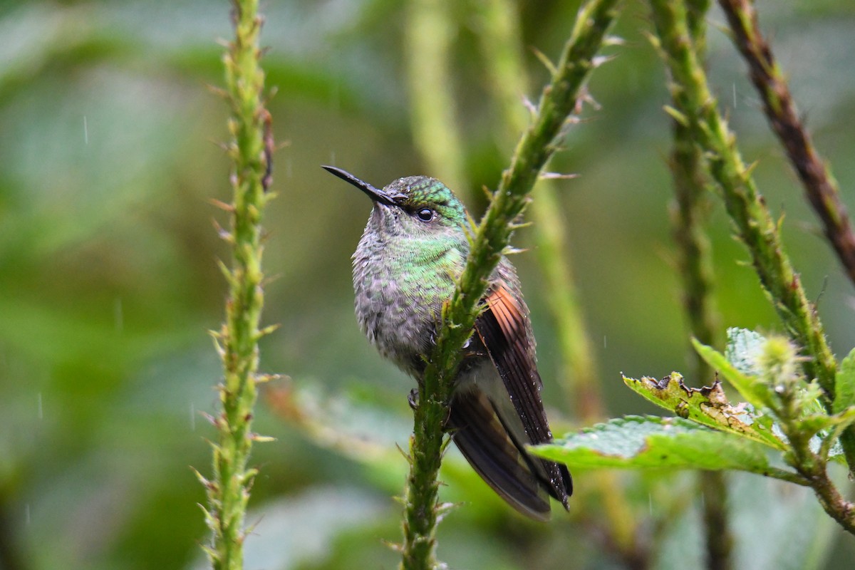 Stripe-tailed Hummingbird - ML637904098