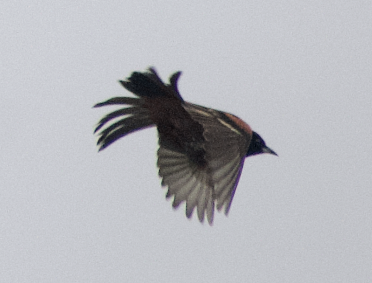 Orchard Oriole - ML637904129