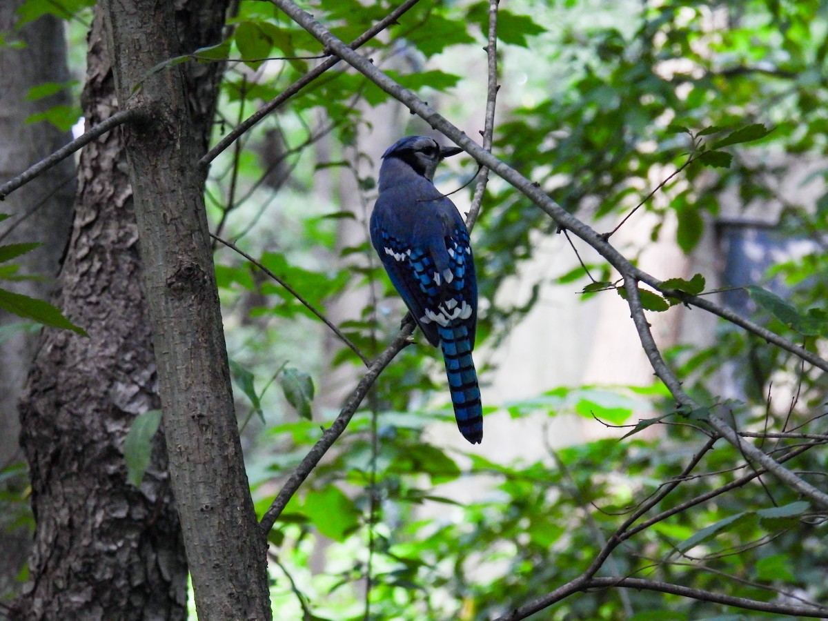 Blue Jay - ML637904132