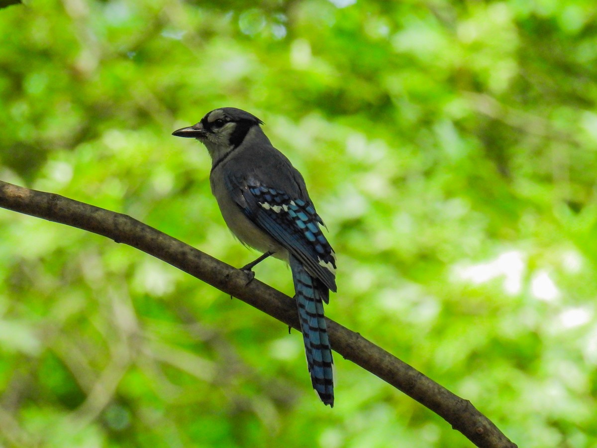 Blue Jay - ML637904133