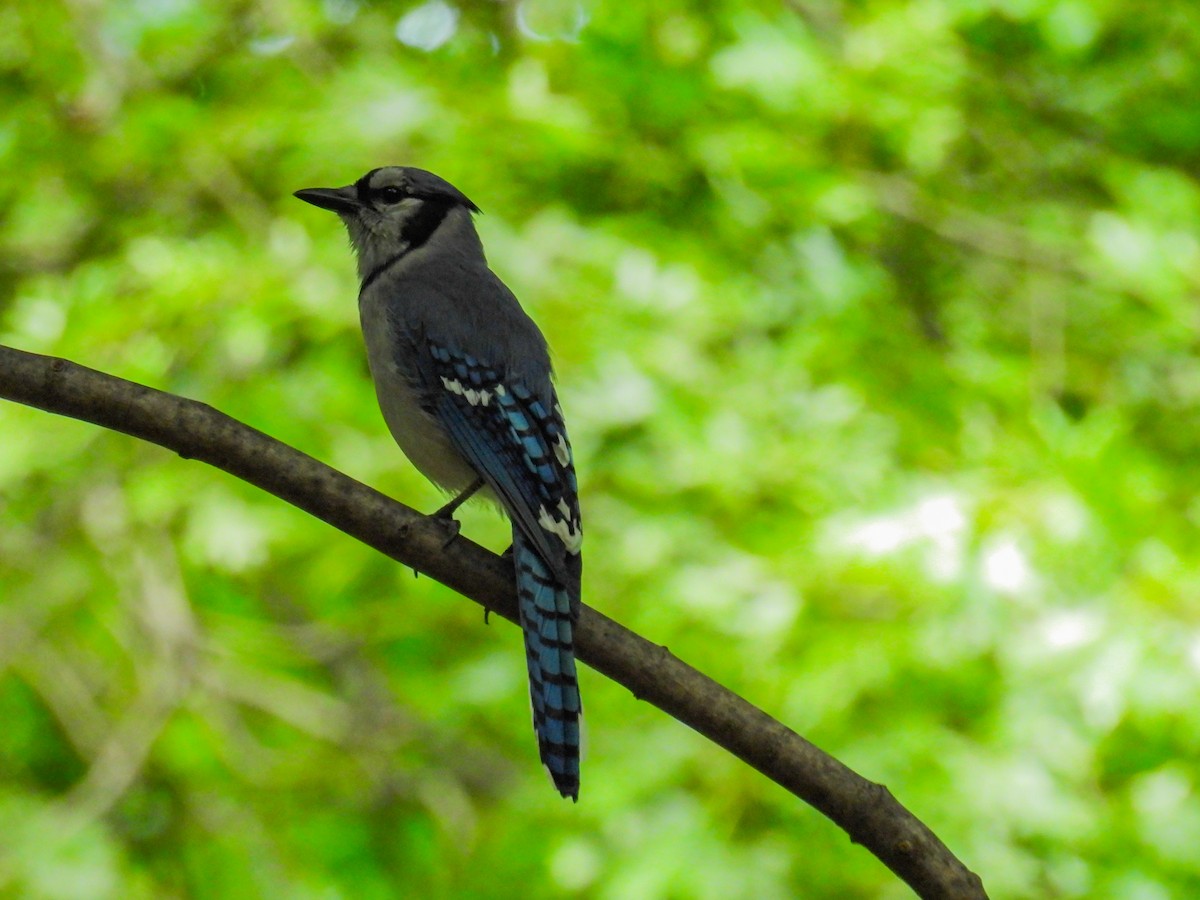 Blue Jay - ML637904134