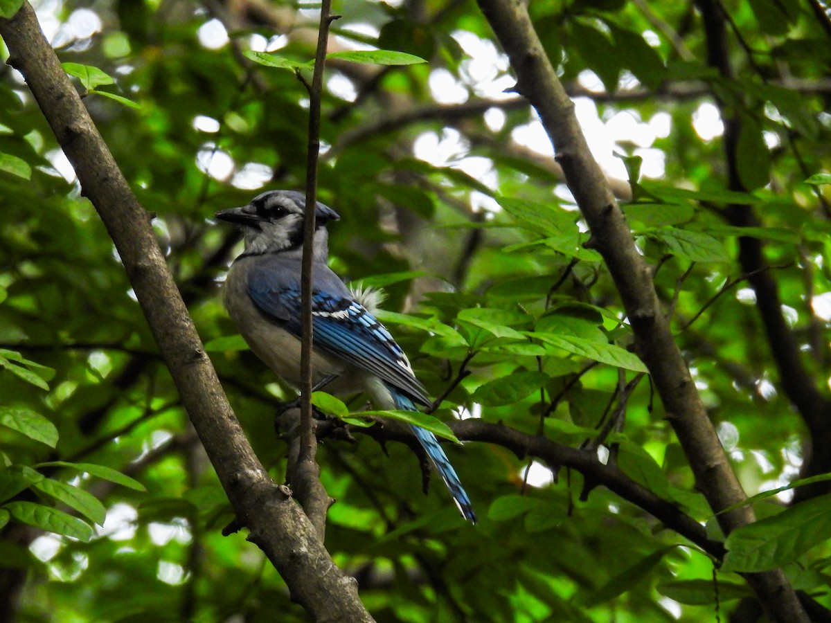 Blue Jay - ML637904135