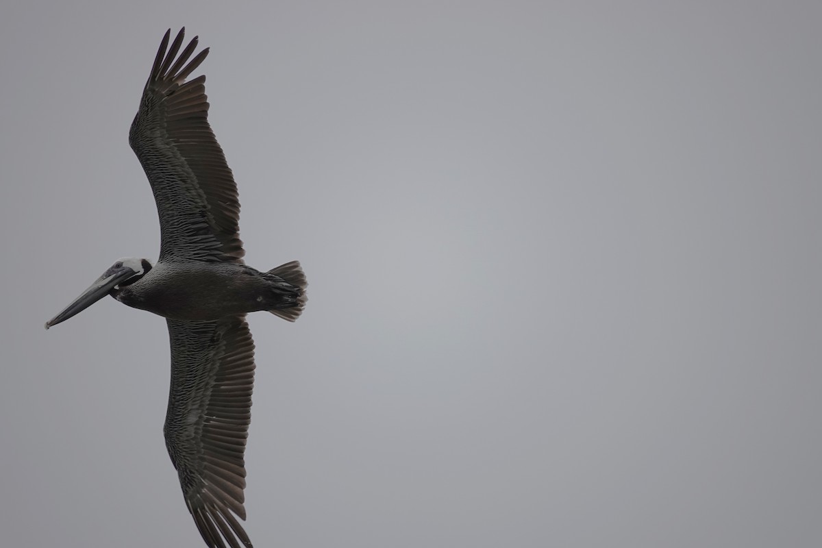 Brown Pelican - ML637904184
