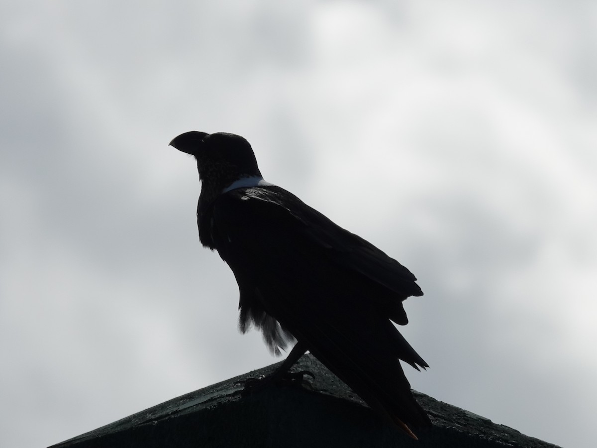 White-necked Raven - ML637904302