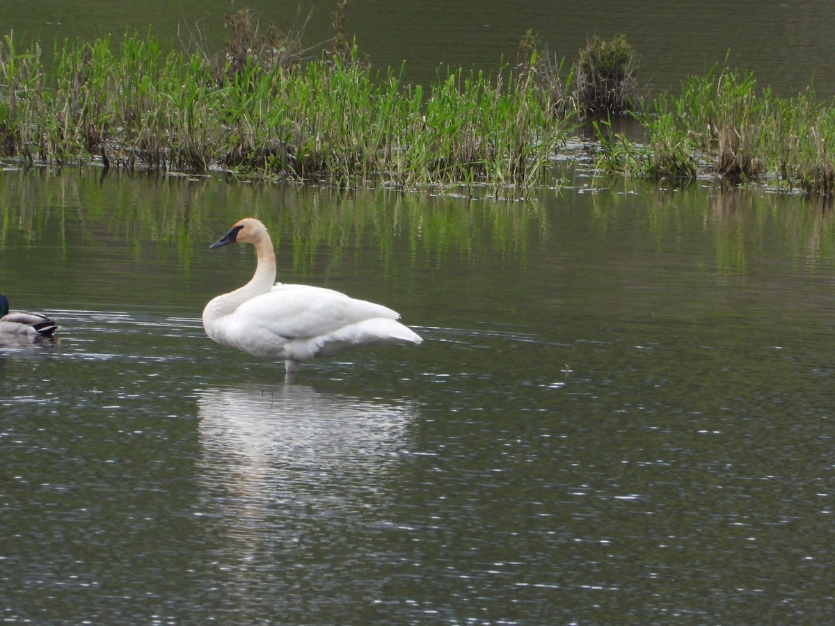 Trumpeter Swan - ML637904327