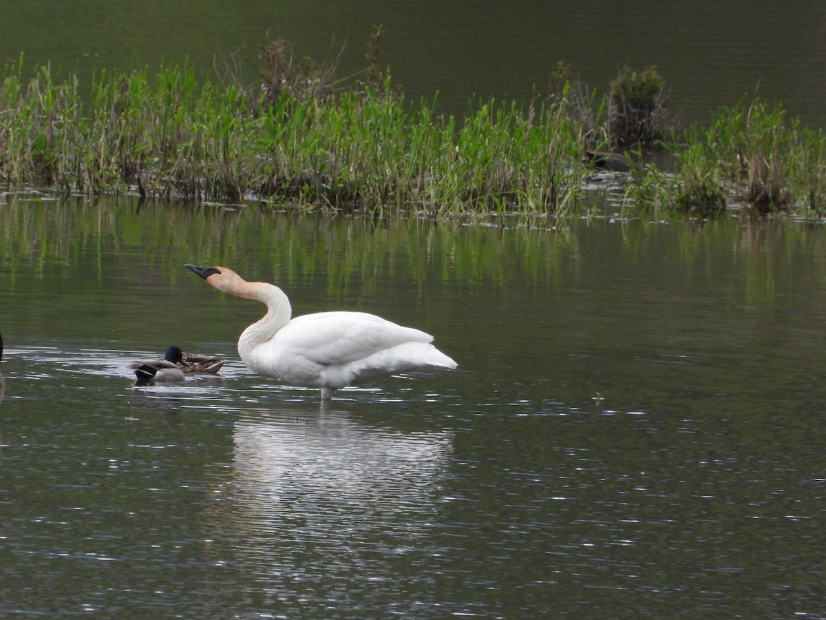 Trumpeter Swan - ML637904329