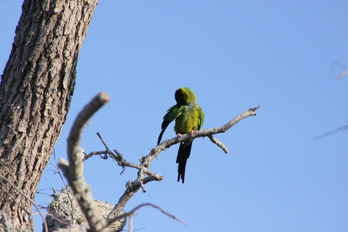 Nanday Parakeet - ML637904375