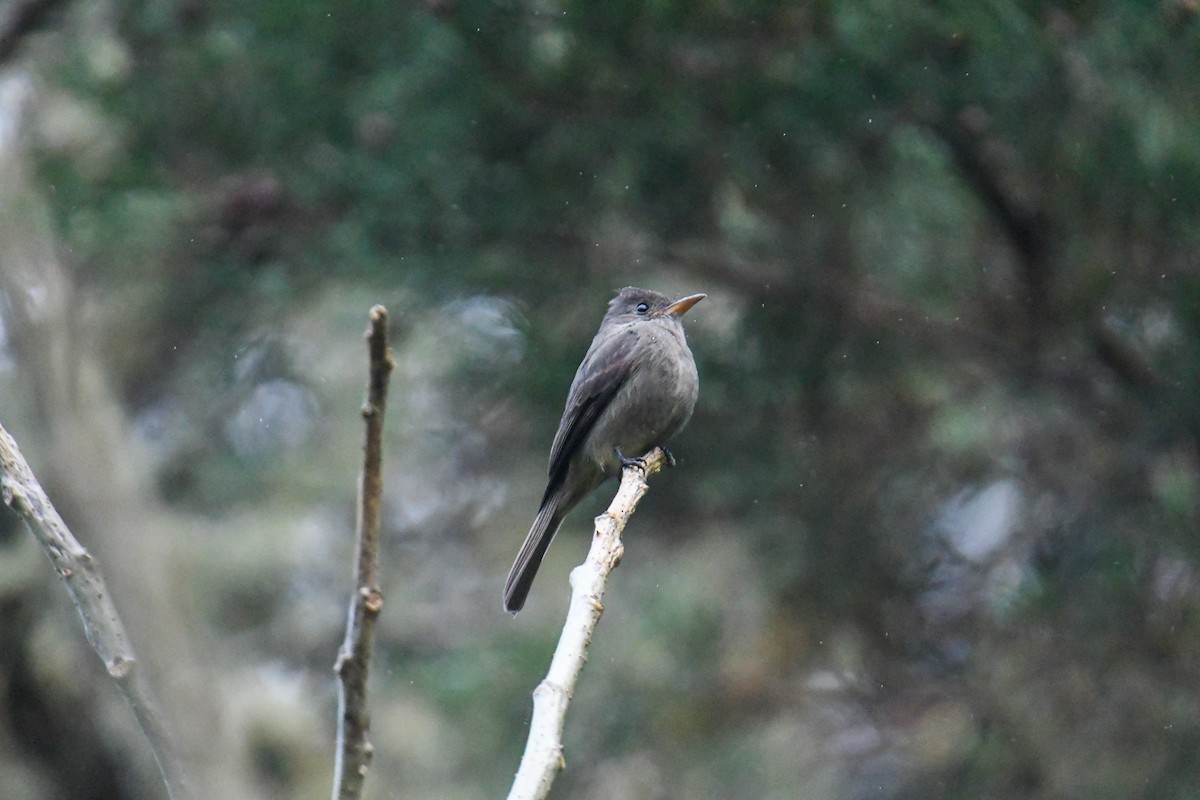 Dark Pewee - ML637904384