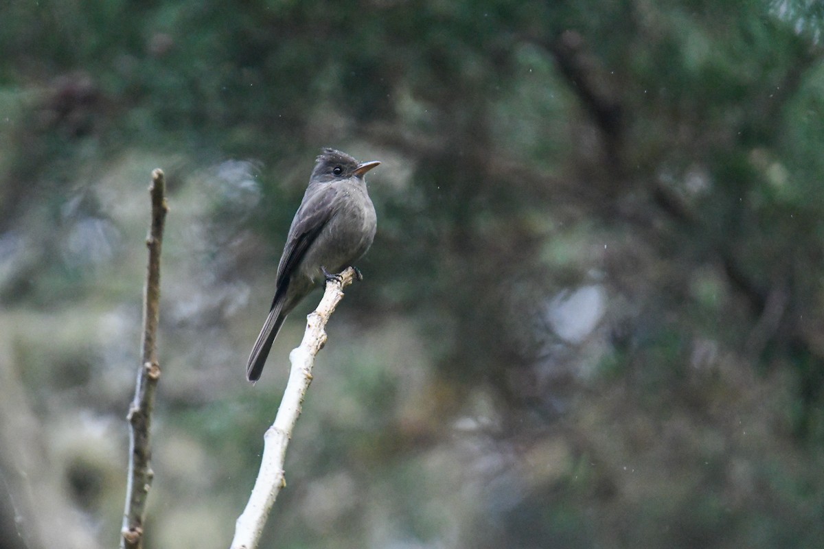 Dark Pewee - ML637904385