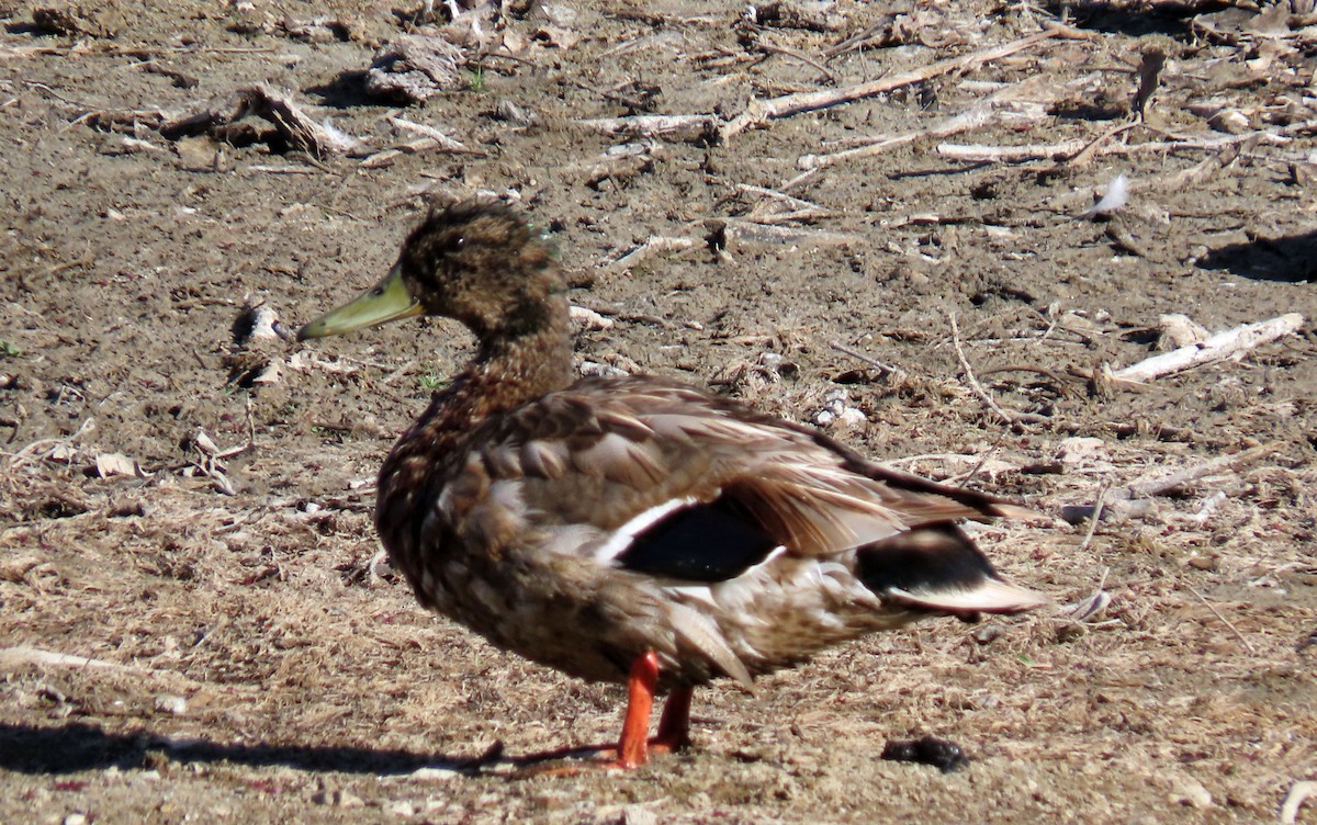 ברכיה - ML637904394
