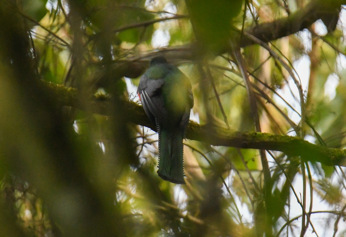 Collared Trogon - ML637904403