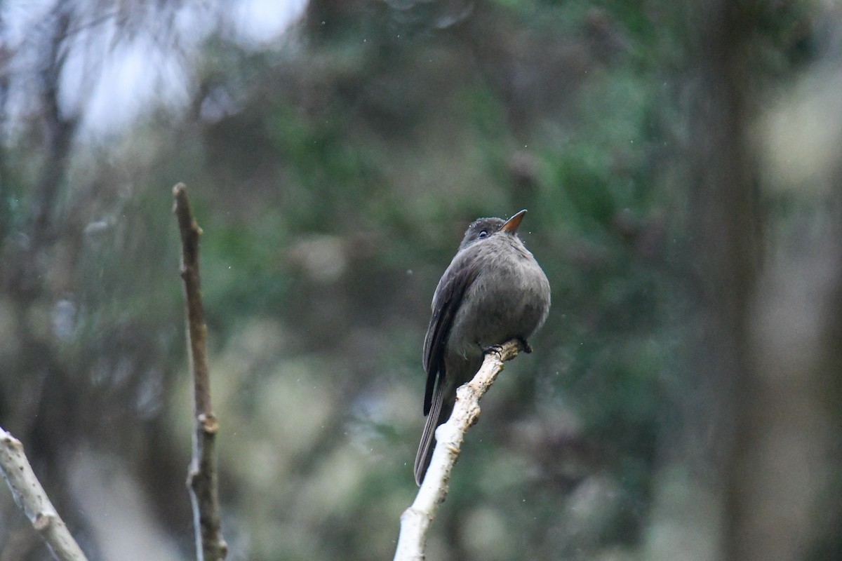 Dark Pewee - ML637904416