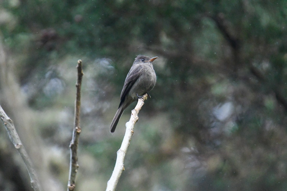 Dark Pewee - ML637904417