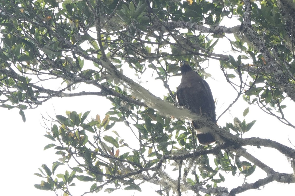 Mountain Serpent-Eagle - ML637904418
