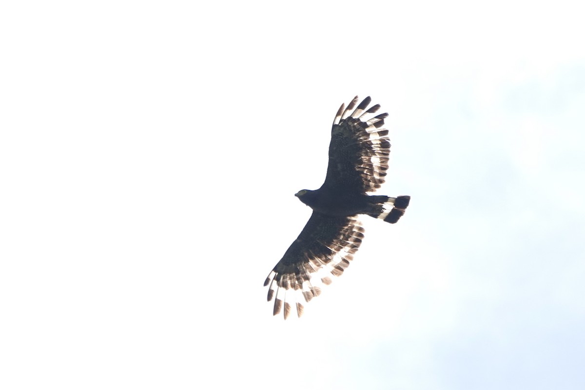 Mountain Serpent-Eagle - ML637904422