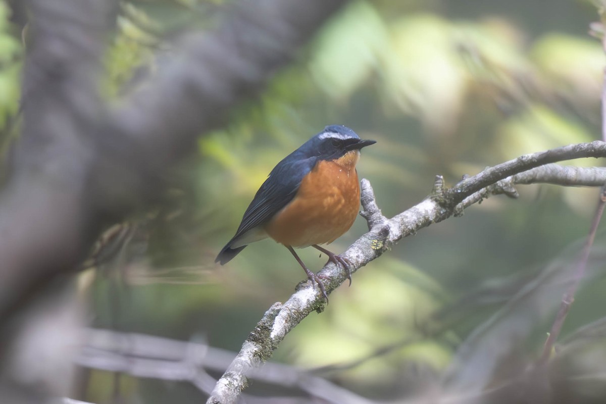 Indian Blue Robin - ML637904428