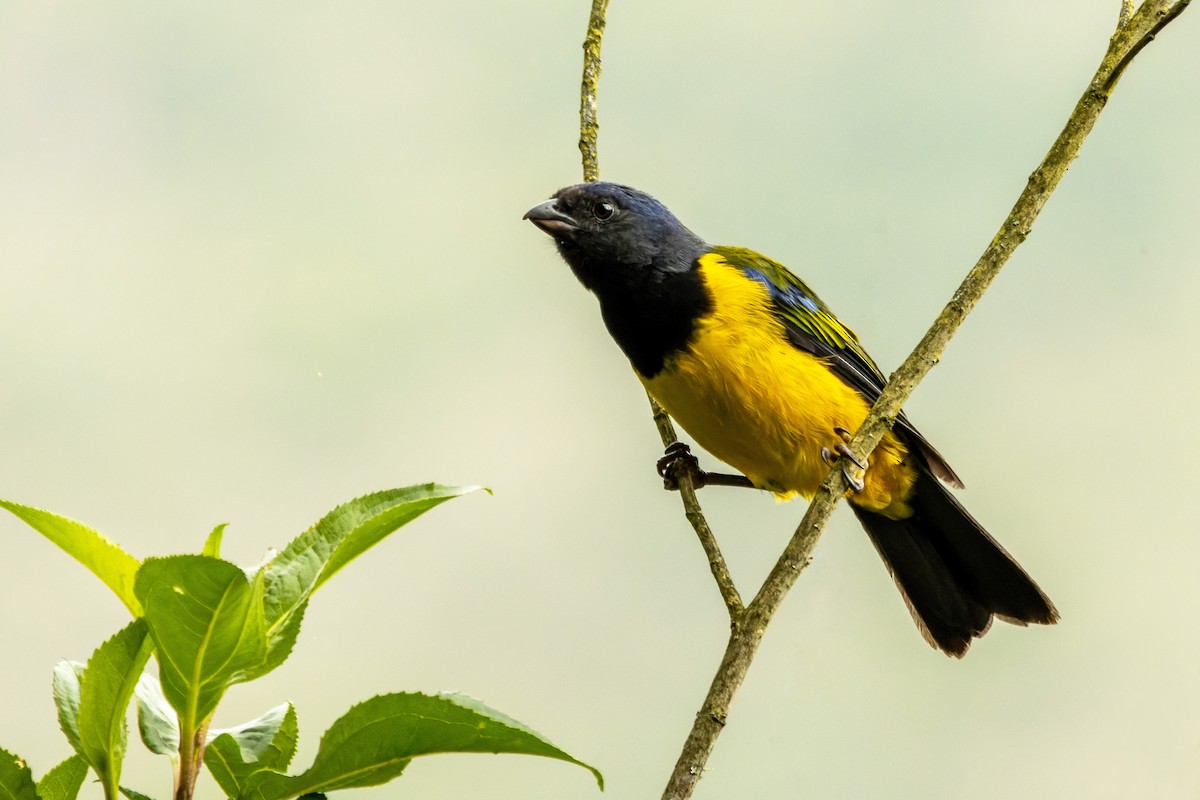 Black-chested Mountain Tanager - ML637904455