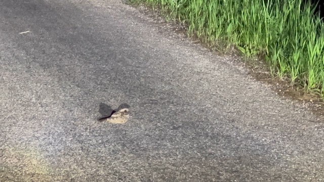 Common Poorwill - ML637904462