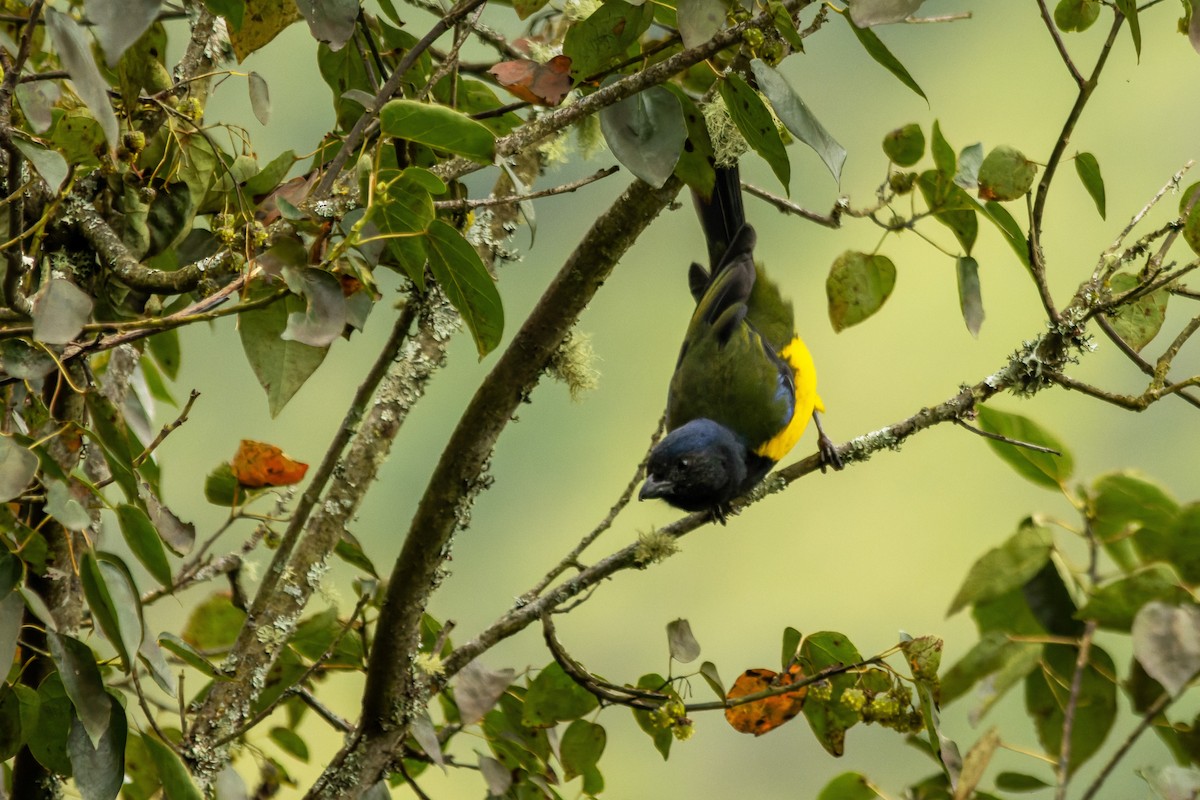 Black-chested Mountain Tanager - ML637904465
