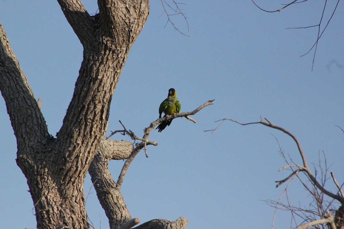Nanday Parakeet - ML637904468