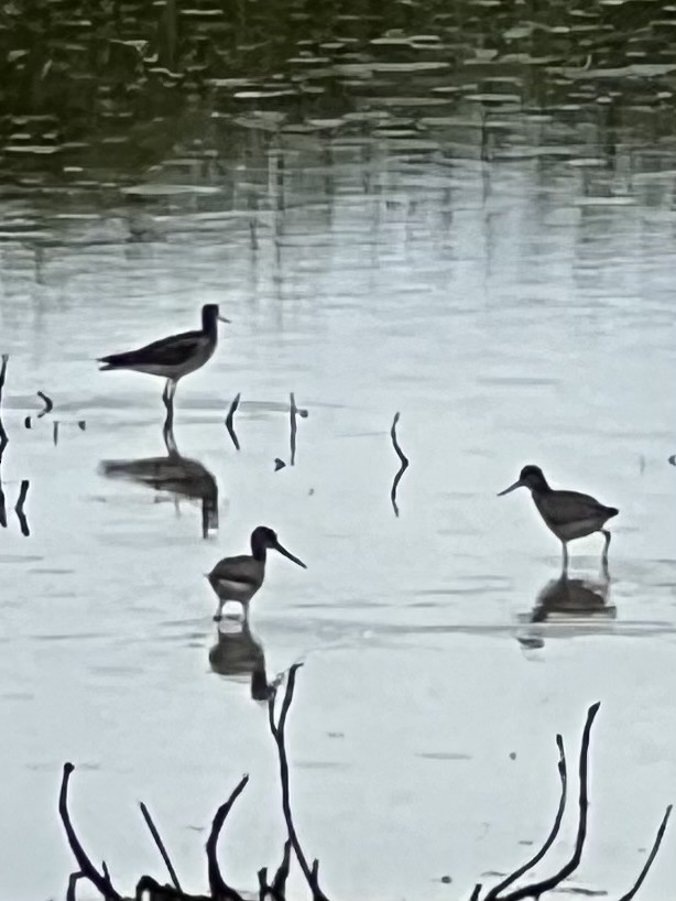 Greater Yellowlegs - ML637904476