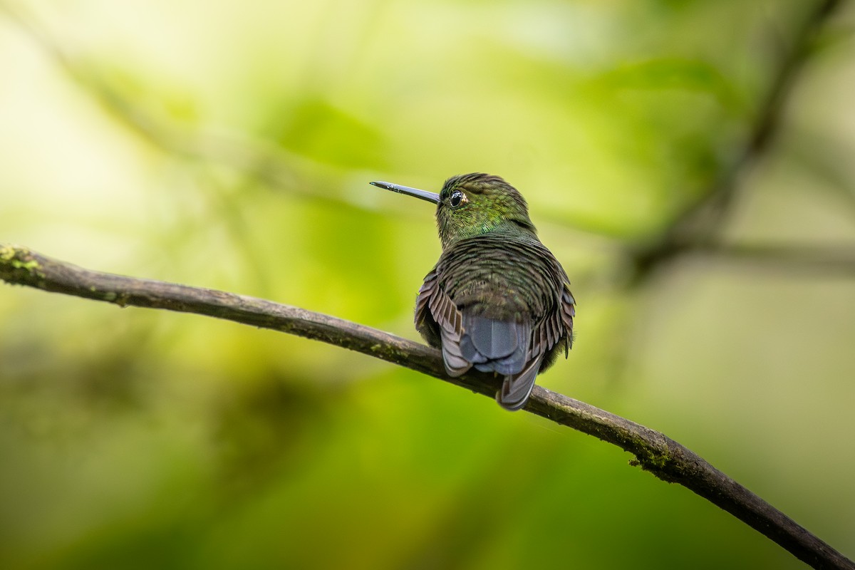 Greenish Puffleg - ML637904535