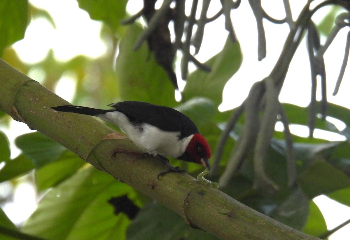 Red-capped Cardinal - ML637904537