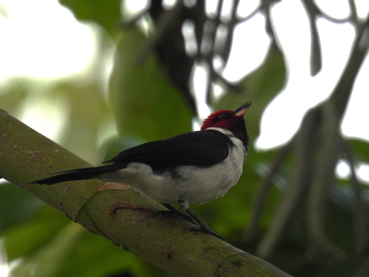 Red-capped Cardinal - ML637904538