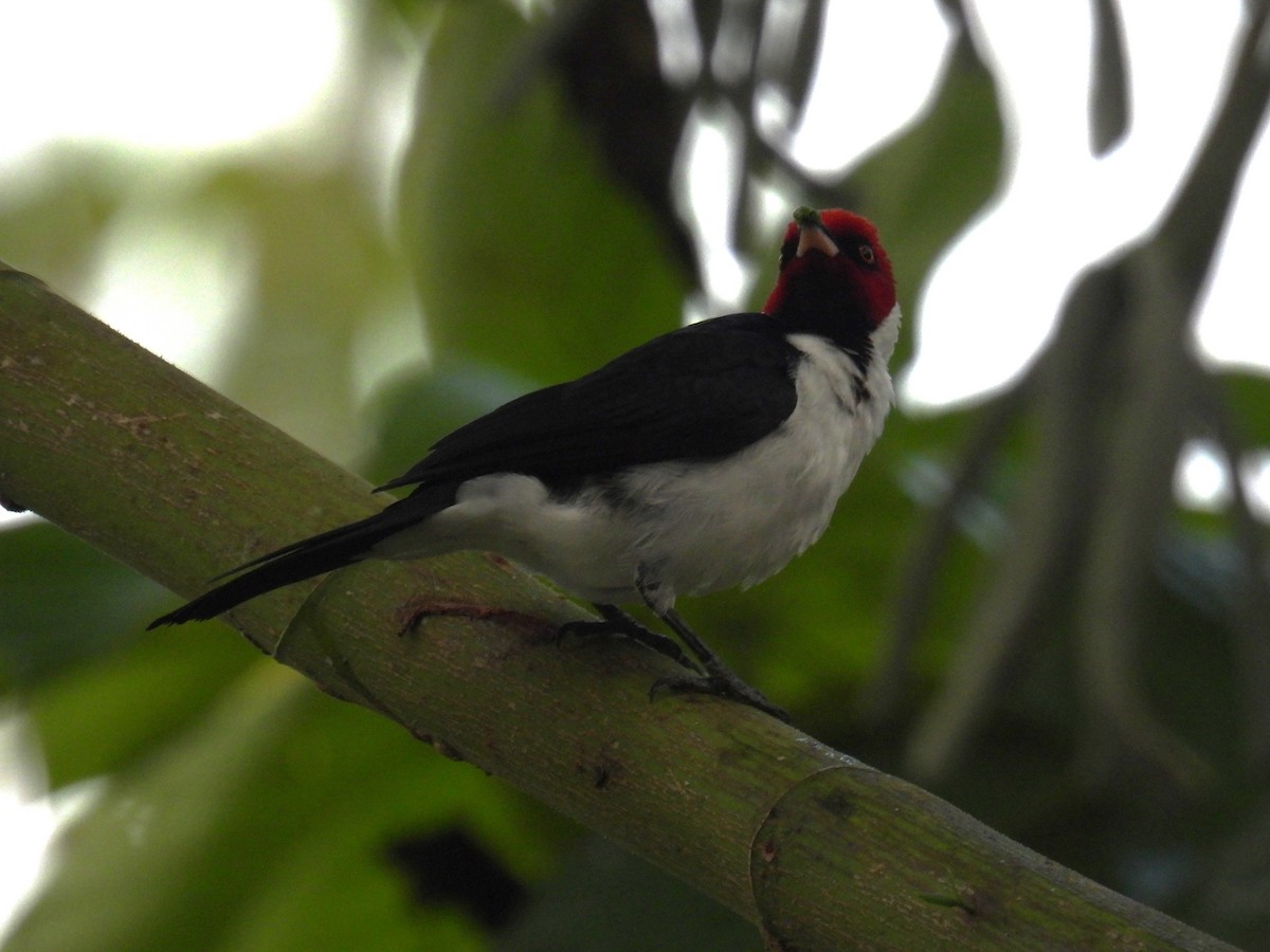 Red-capped Cardinal - ML637904539