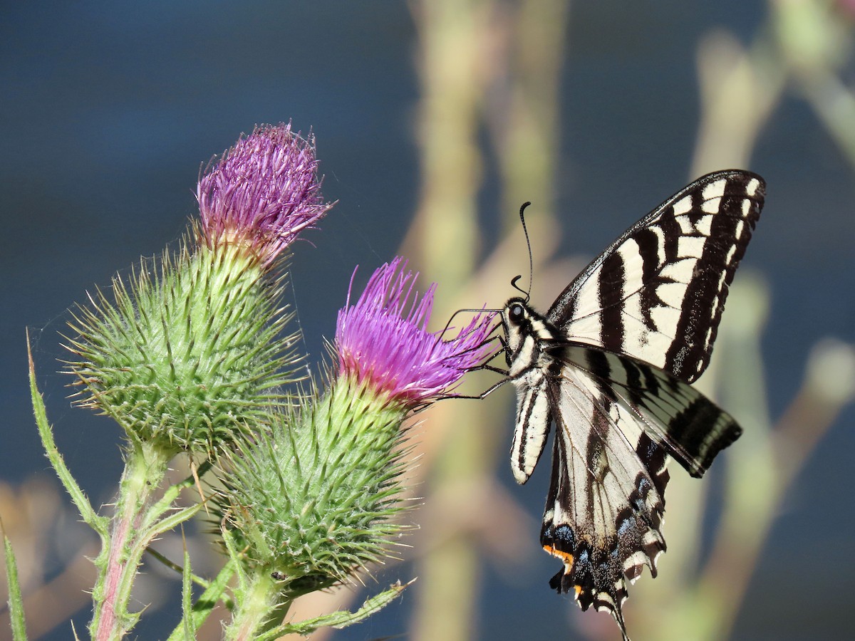 Western Tiger Swallowtail - ML637904577
