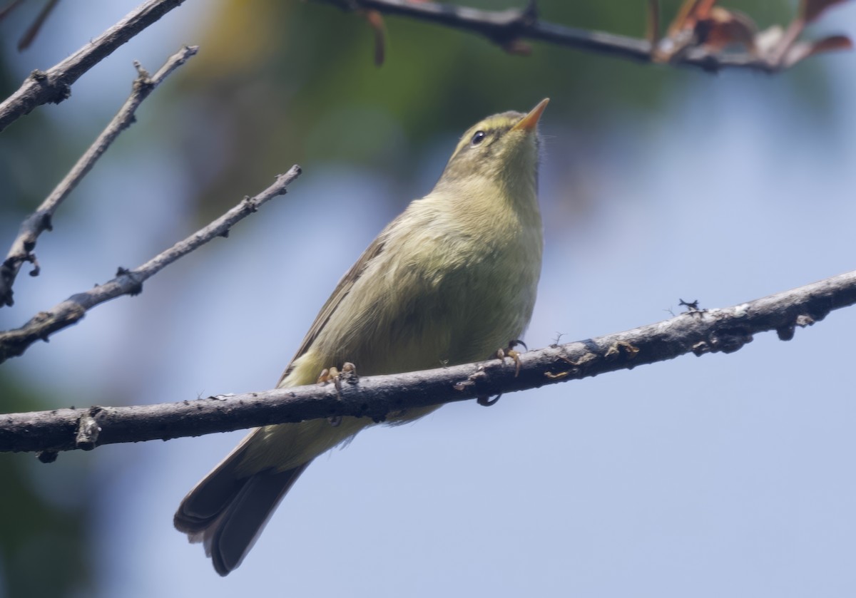 Tickell Çıvgını (affinis/perflavus) - ML637904580