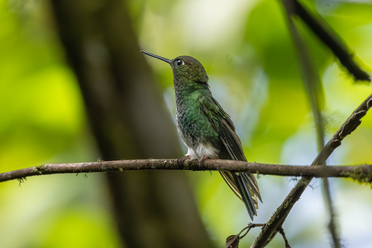 Greenish Puffleg - ML637904587