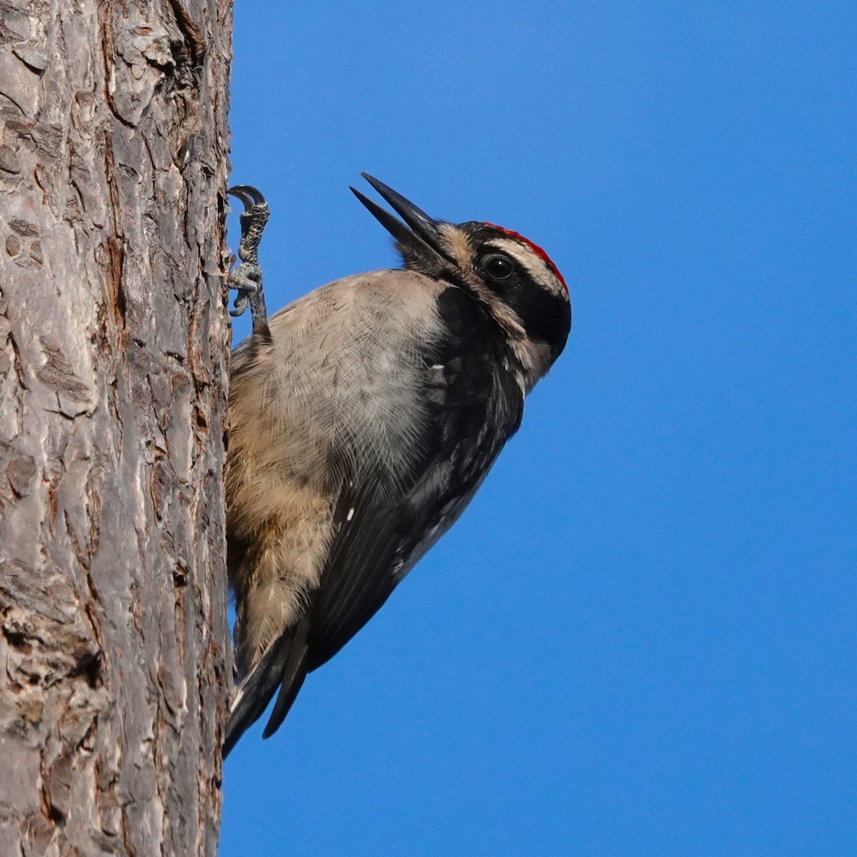 Hairy Woodpecker - ML637904591