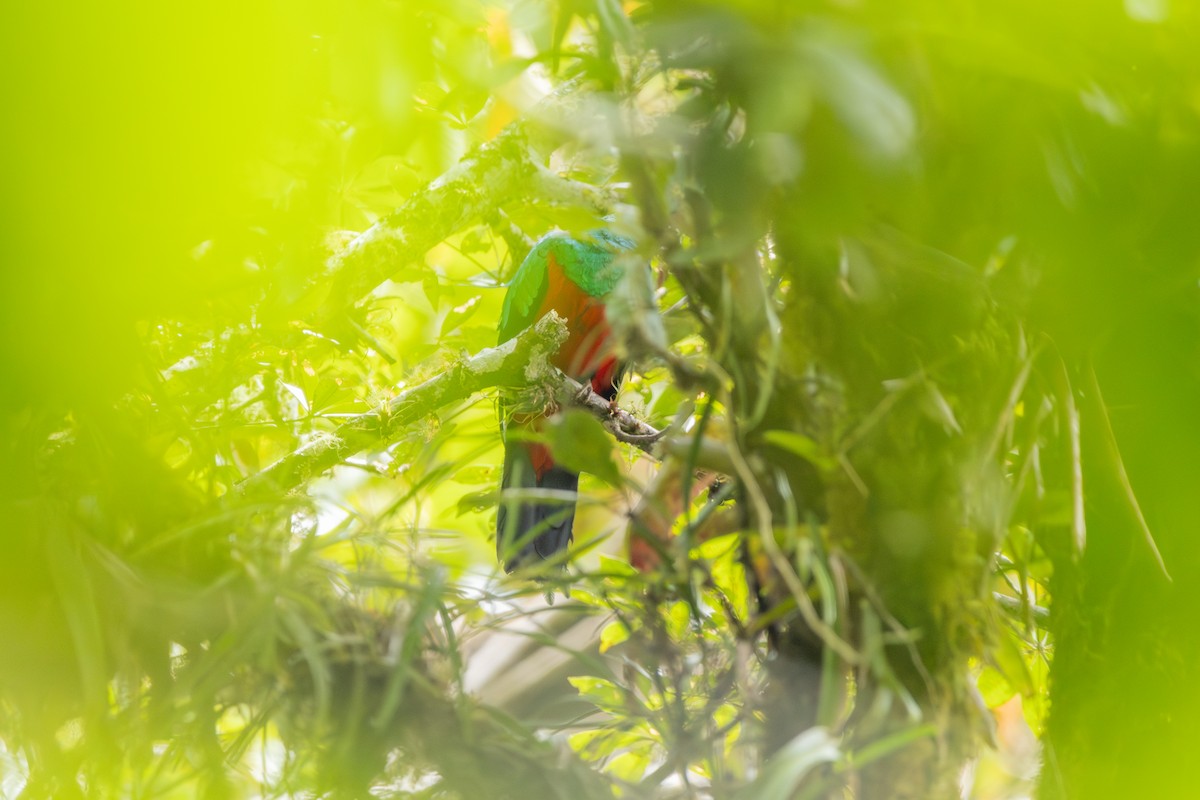 Golden-headed Quetzal - ML637904601