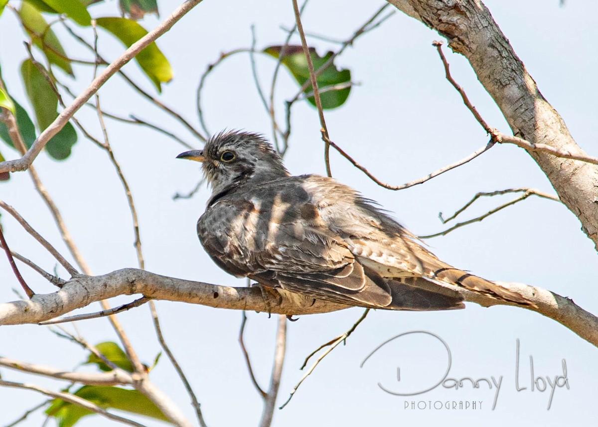 Pallid Cuckoo - ML637904620
