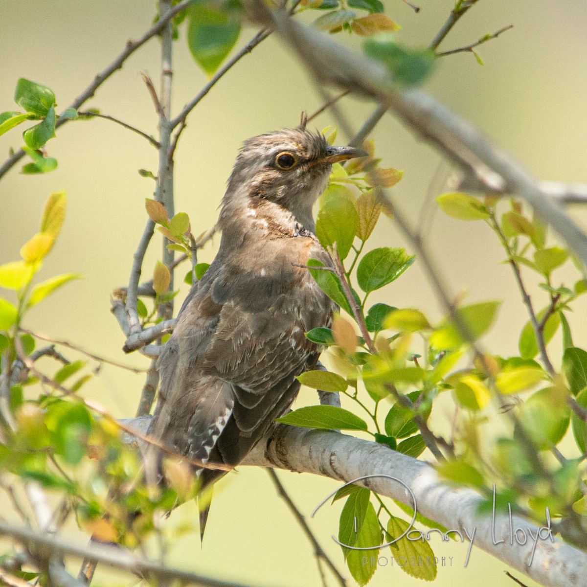 Pallid Cuckoo - ML637904622
