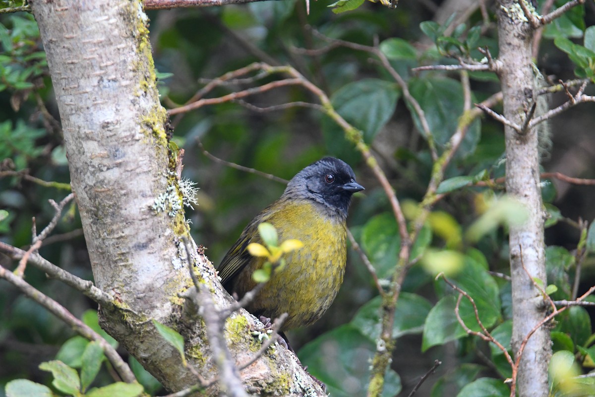 Large-footed Finch - ML637904661