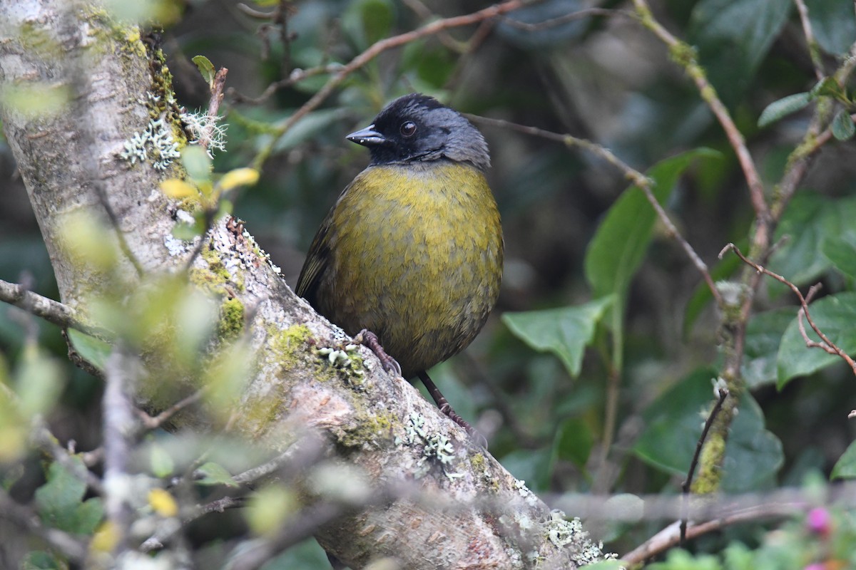 Large-footed Finch - ML637904662