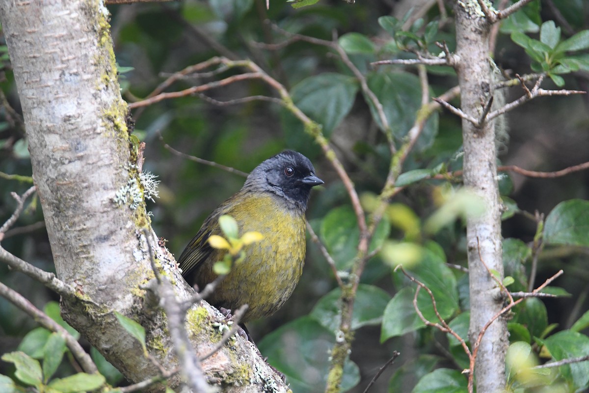 Large-footed Finch - ML637904663