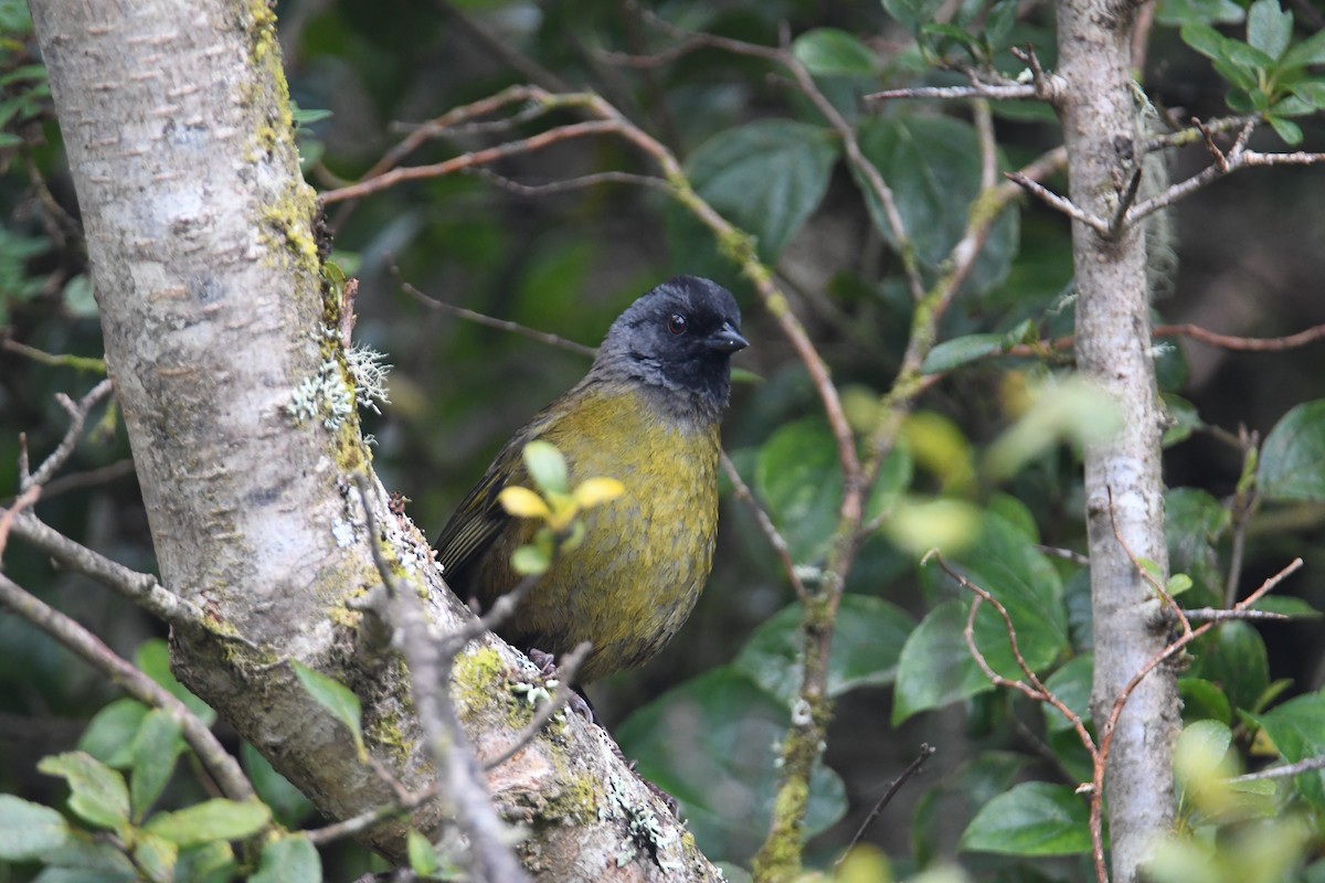 Large-footed Finch - ML637904664