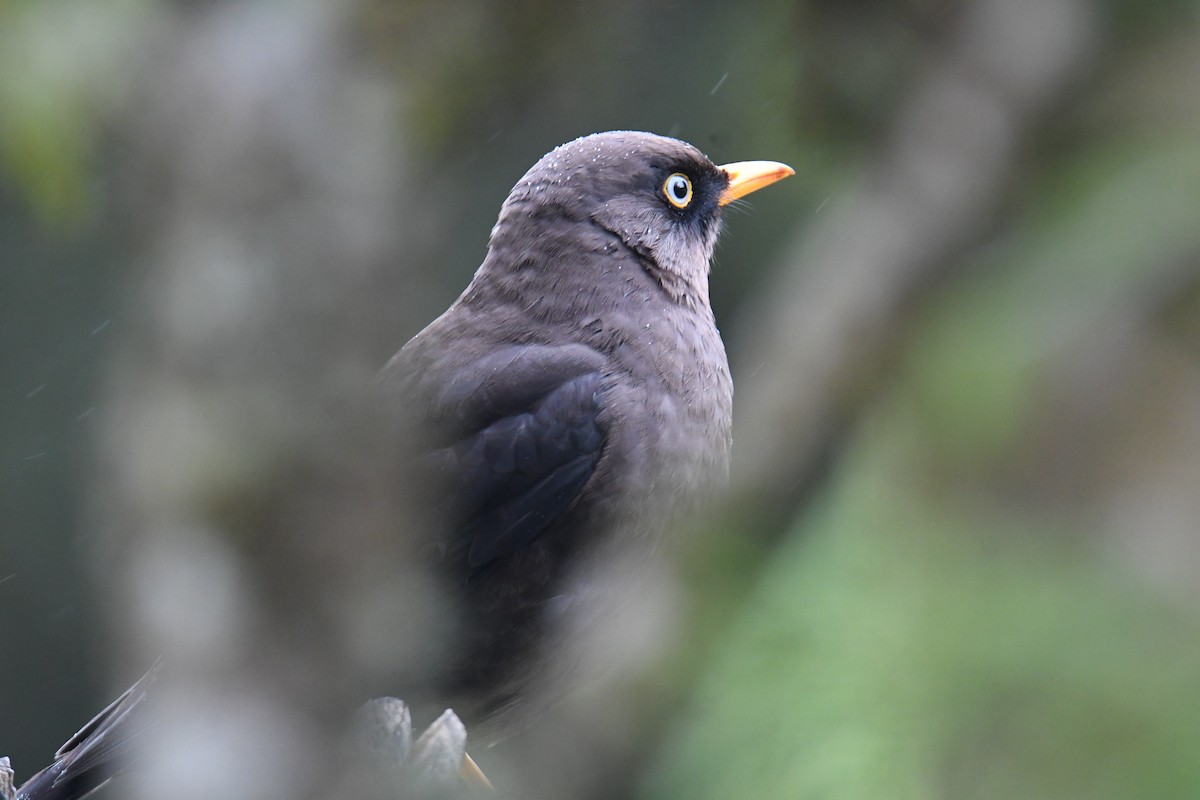 Sooty Thrush - ML637904680