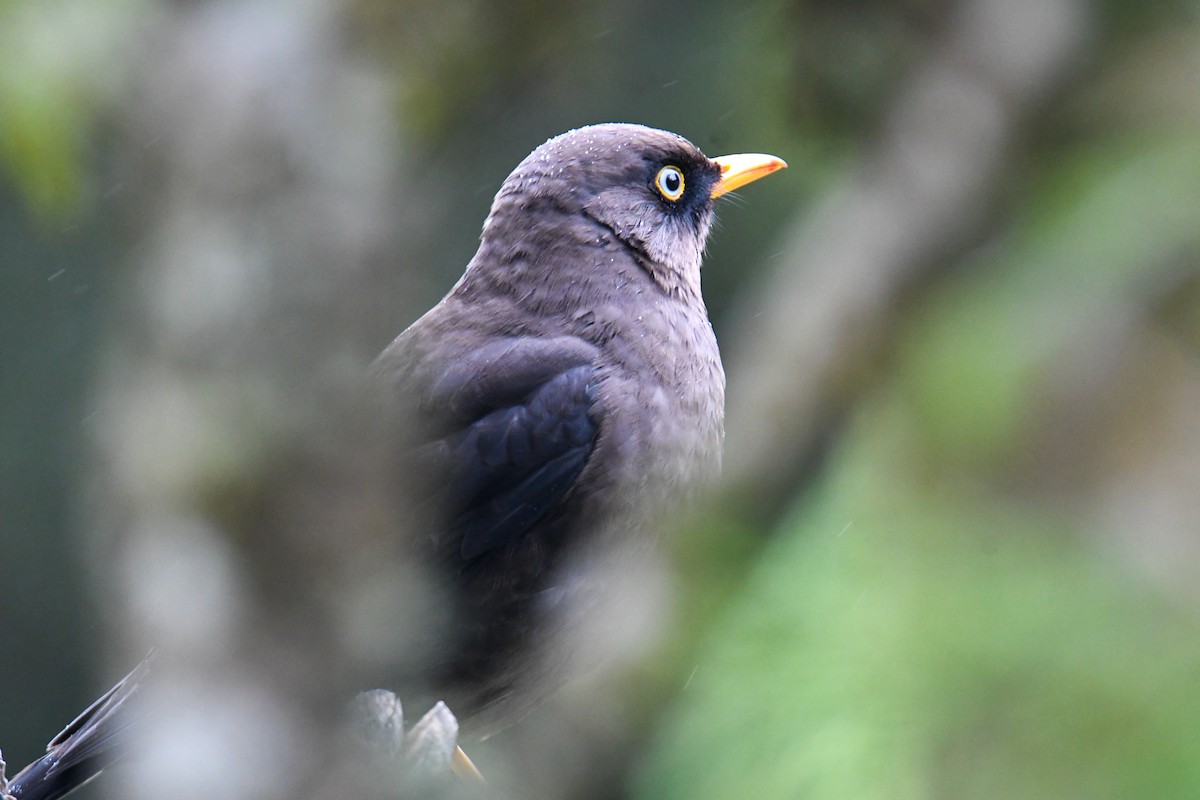 Sooty Thrush - ML637904681