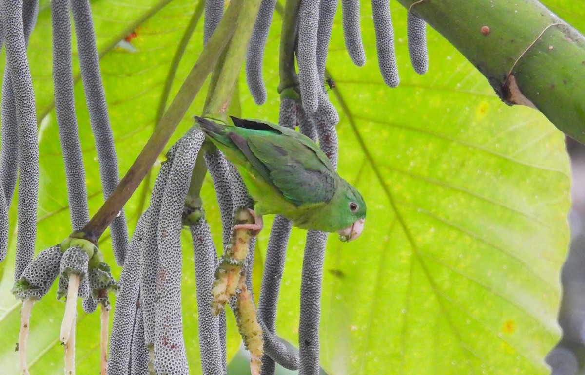 Riparian Parrotlet - ML637904704