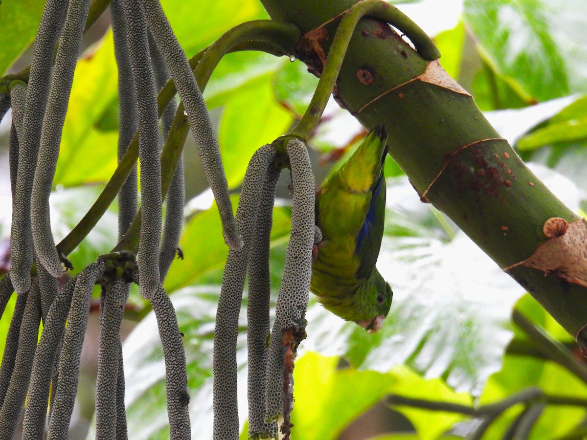 Riparian Parrotlet - ML637904705