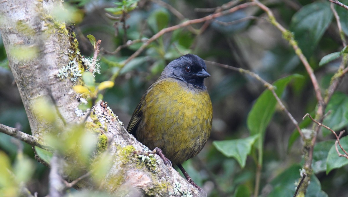 Large-footed Finch - ML637904765