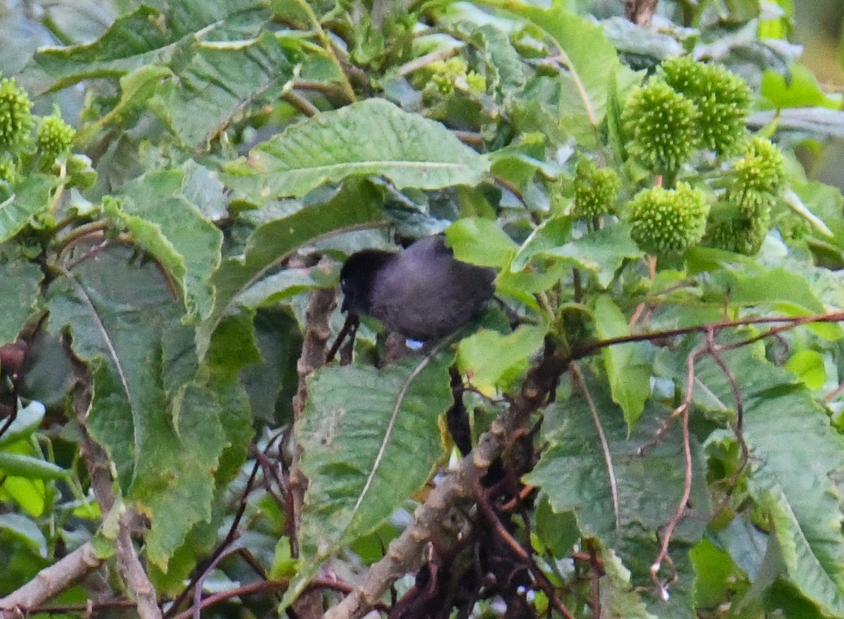 Yellow-thighed Brushfinch - ML637904817