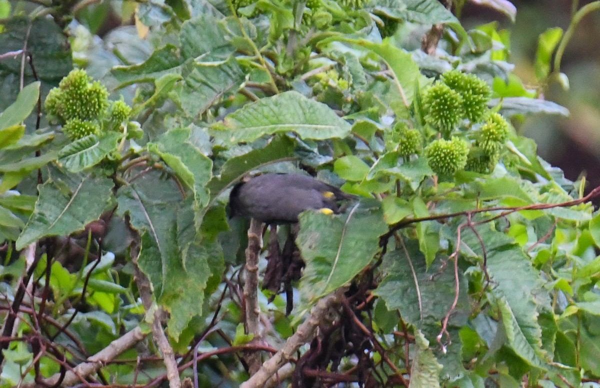 Yellow-thighed Brushfinch - ML637904818