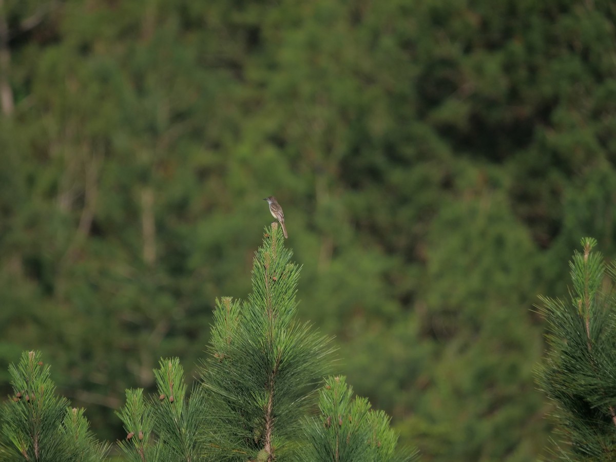 Stolid Flycatcher - ML637904821
